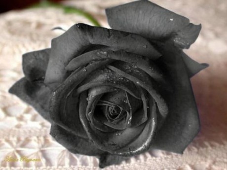 black_rose_on_white